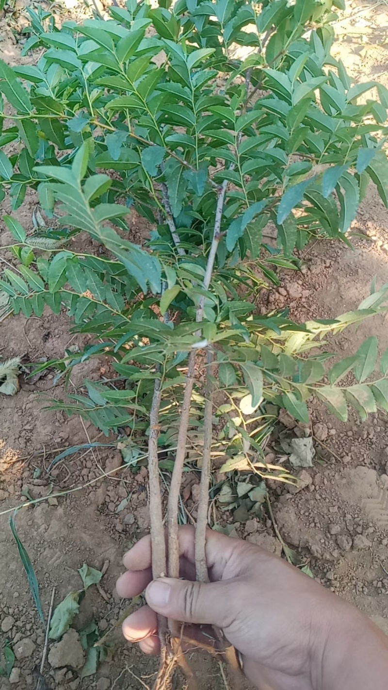 酸枣苗，双仁酸枣苗