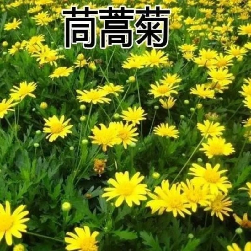 茼蒿菊种子菊花籽室外陆地庭院街道绿化春夏播种简单易种易活