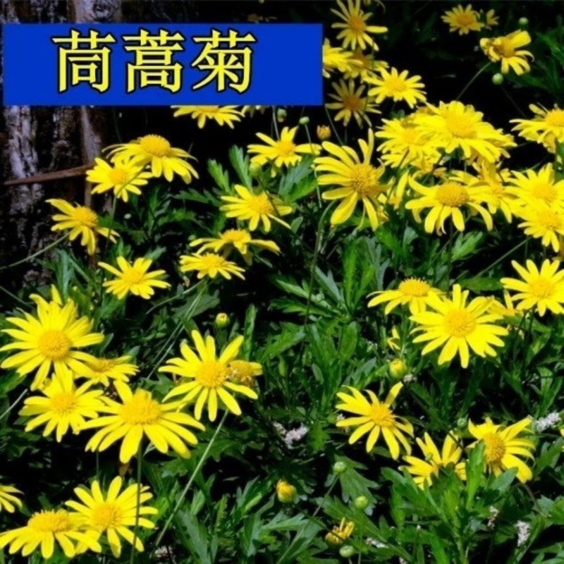 茼蒿菊种子菊花籽室外陆地庭院街道绿化春夏播种简单易种易活