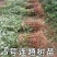 药用五号连翘苗