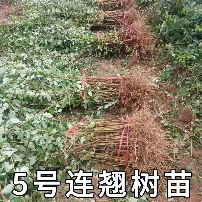 药用五号连翘苗