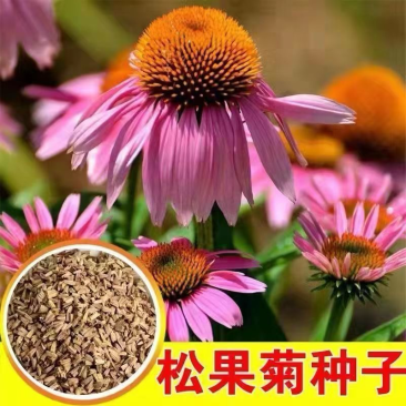 松果菊种子