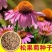 松果菊种子
