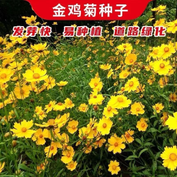 金鸡菊种子