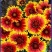 天人菊种子