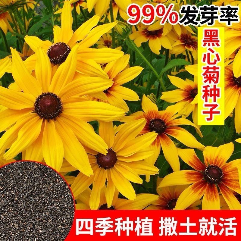 黑心菊种子