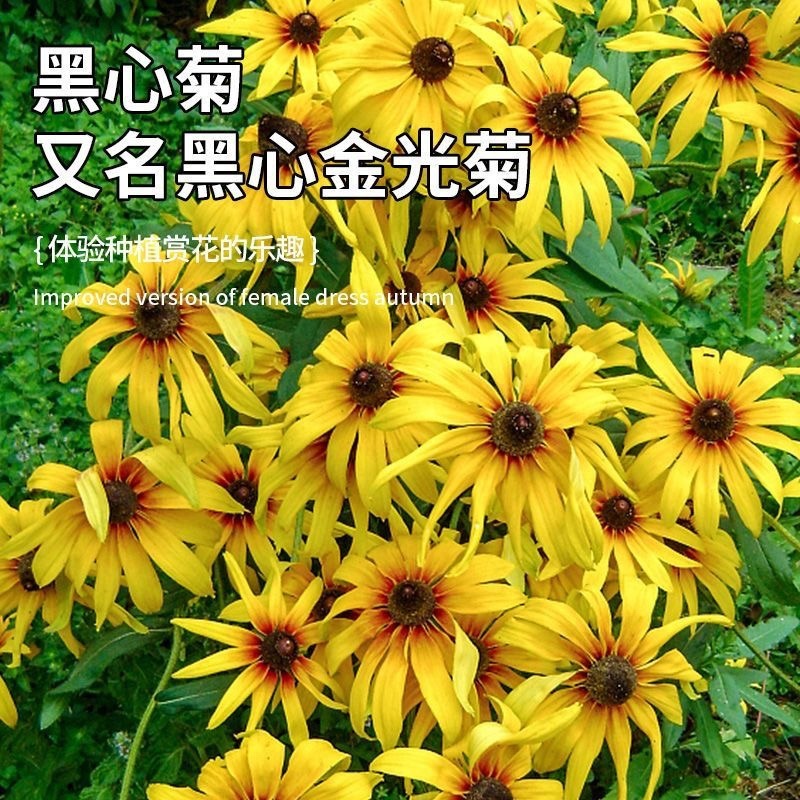 黑心菊种子