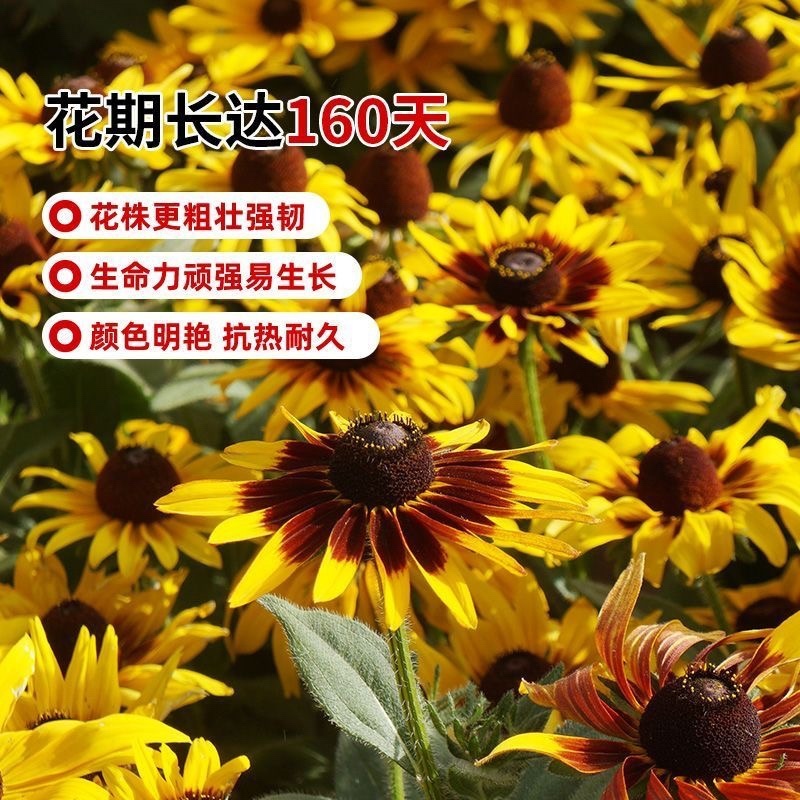 黑心菊种子