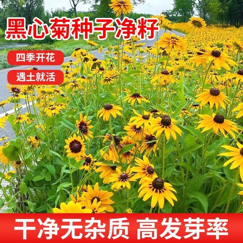 黑心菊种子