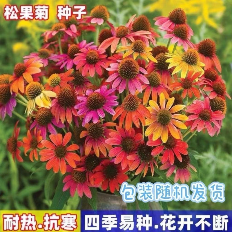 松果菊种子