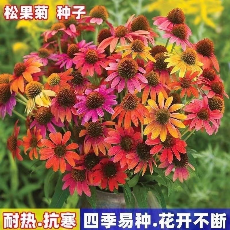 松果菊种子
