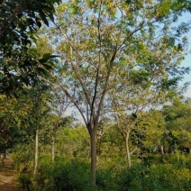 16合欢