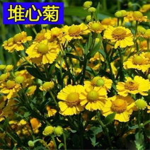 堆心菊种子