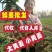 河北【优质大黄姜】产地批发保质保量沙土姜水洗姜
