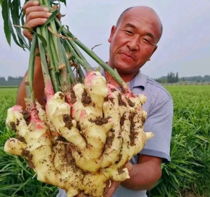 陕西【鲜姜大黄姜】产地批发保质保量沙土姜水洗姜