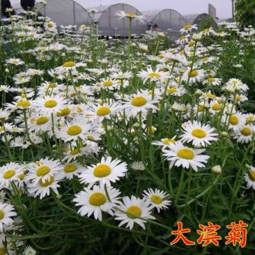 大宾菊种子