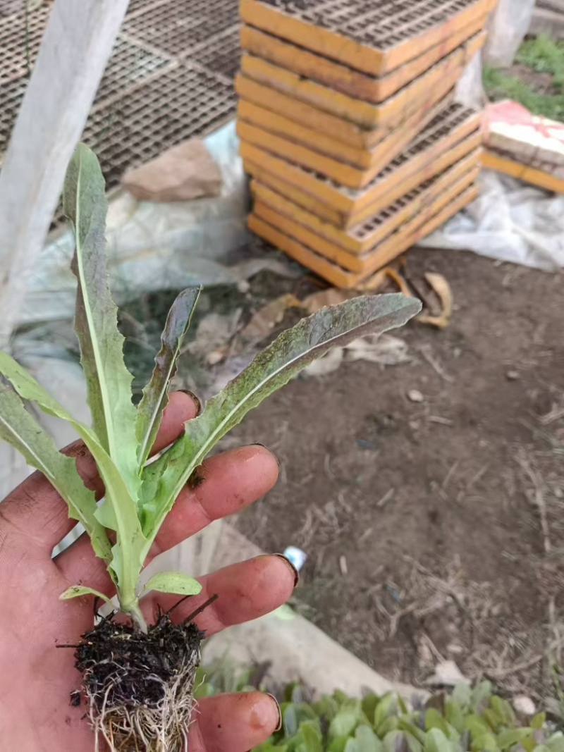 红尖叶呙笋苗