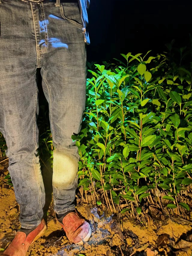 茶叶苗，茶树苗