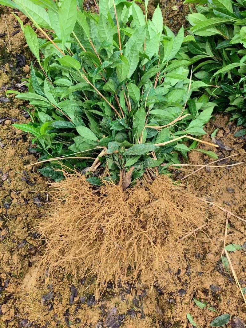 茶叶苗，茶树苗