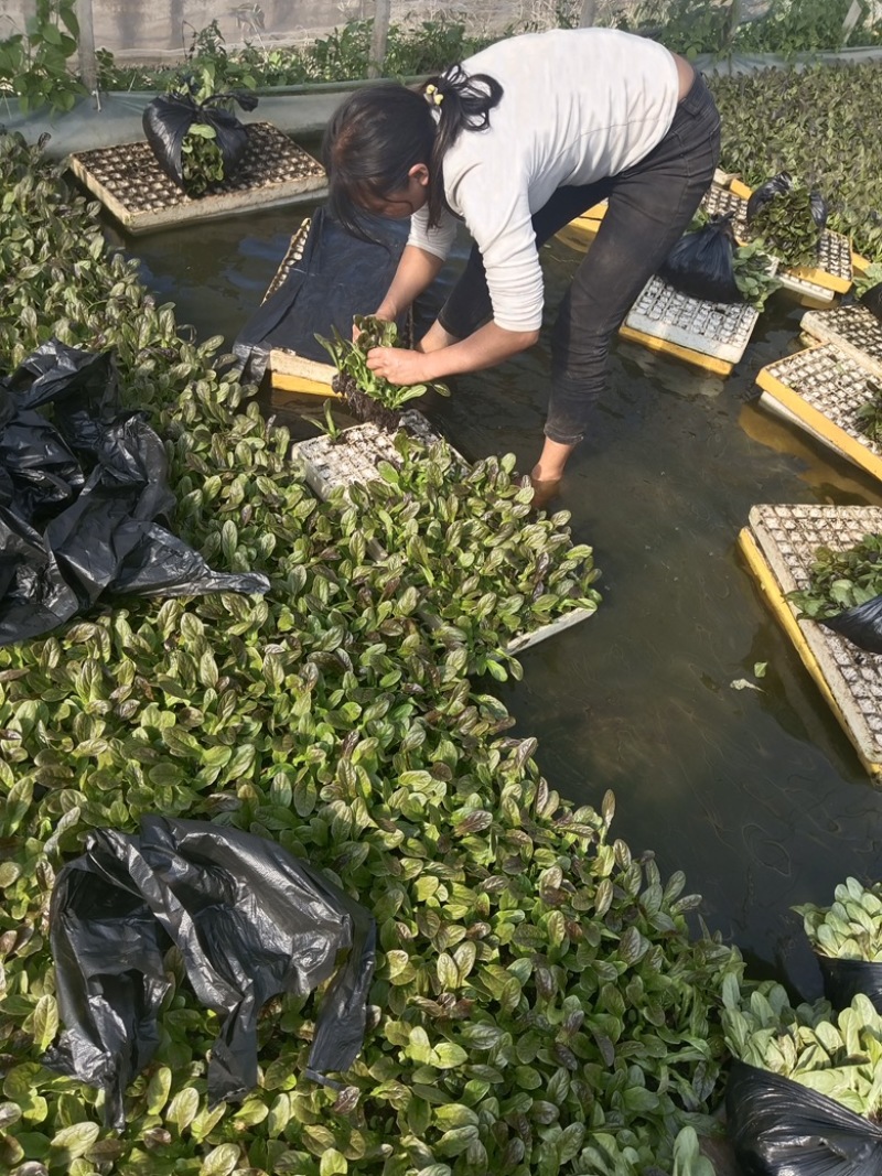 红尖莴笋苗品种好根系发达成活率达到百分之九十五以上