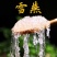 正宗云南雪燕正宗拉丝雪燕精选植物雪燕冰糖雪燕批发