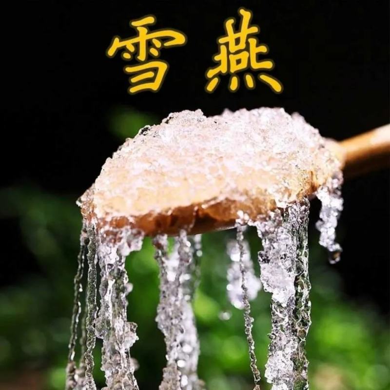 正宗云南雪燕正宗拉丝雪燕精选植物雪燕冰糖雪燕批发