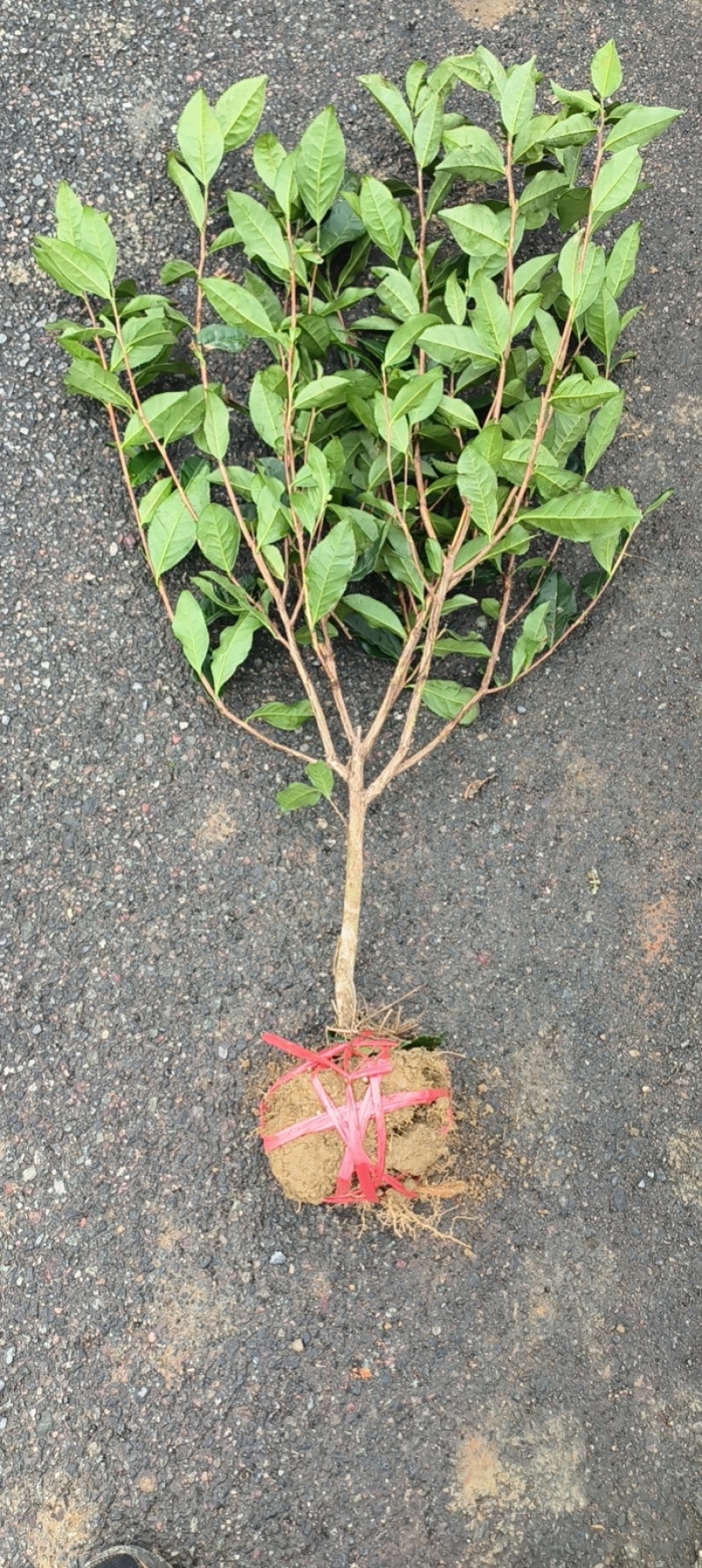 茶树苗，茶叶苗，绿化用苗