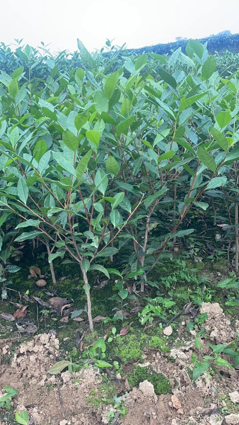 茶树苗，茶叶苗，绿化用苗