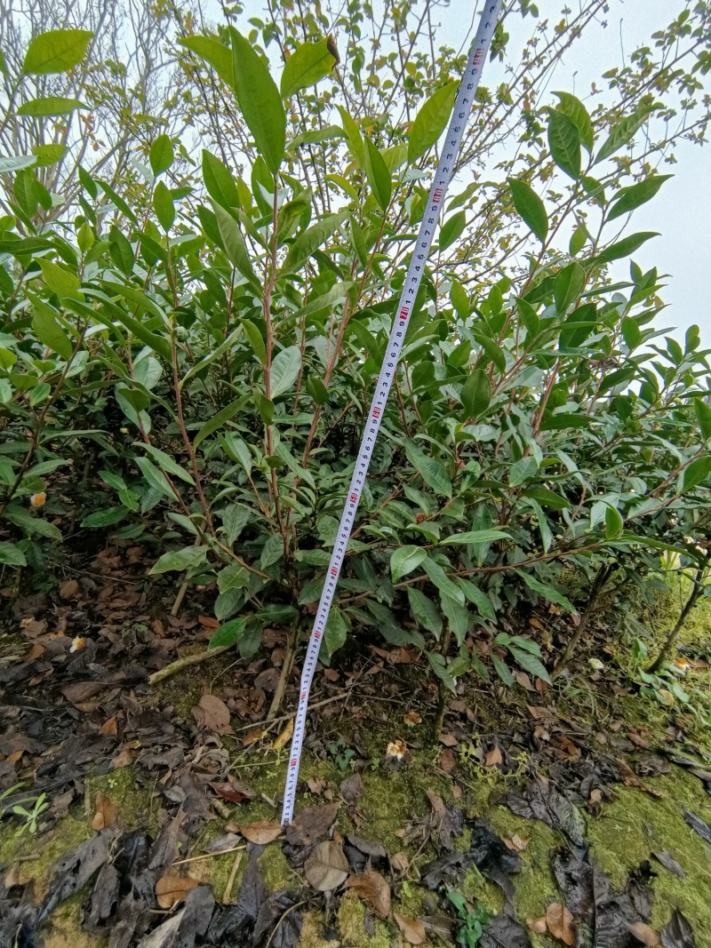 茶树苗，茶叶苗，绿化用苗