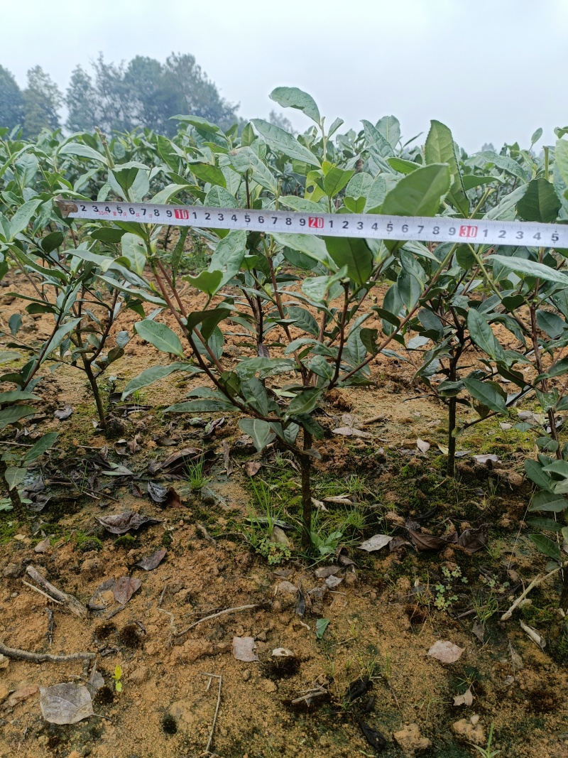 茶树苗，茶叶苗，绿化用苗