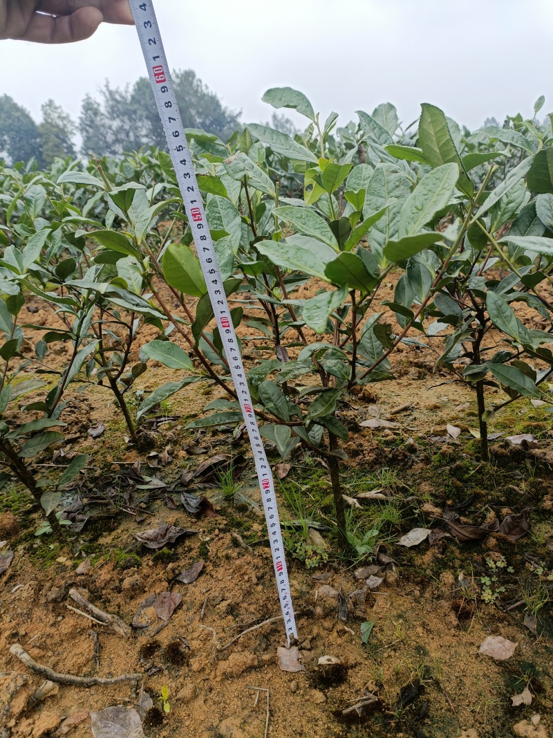 茶树苗，茶叶苗，绿化用苗