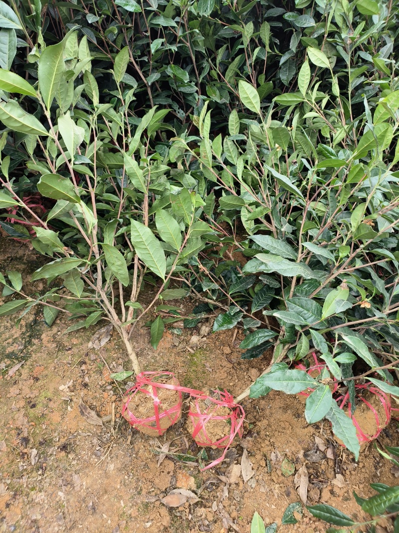 茶树苗，茶叶苗，绿化用苗