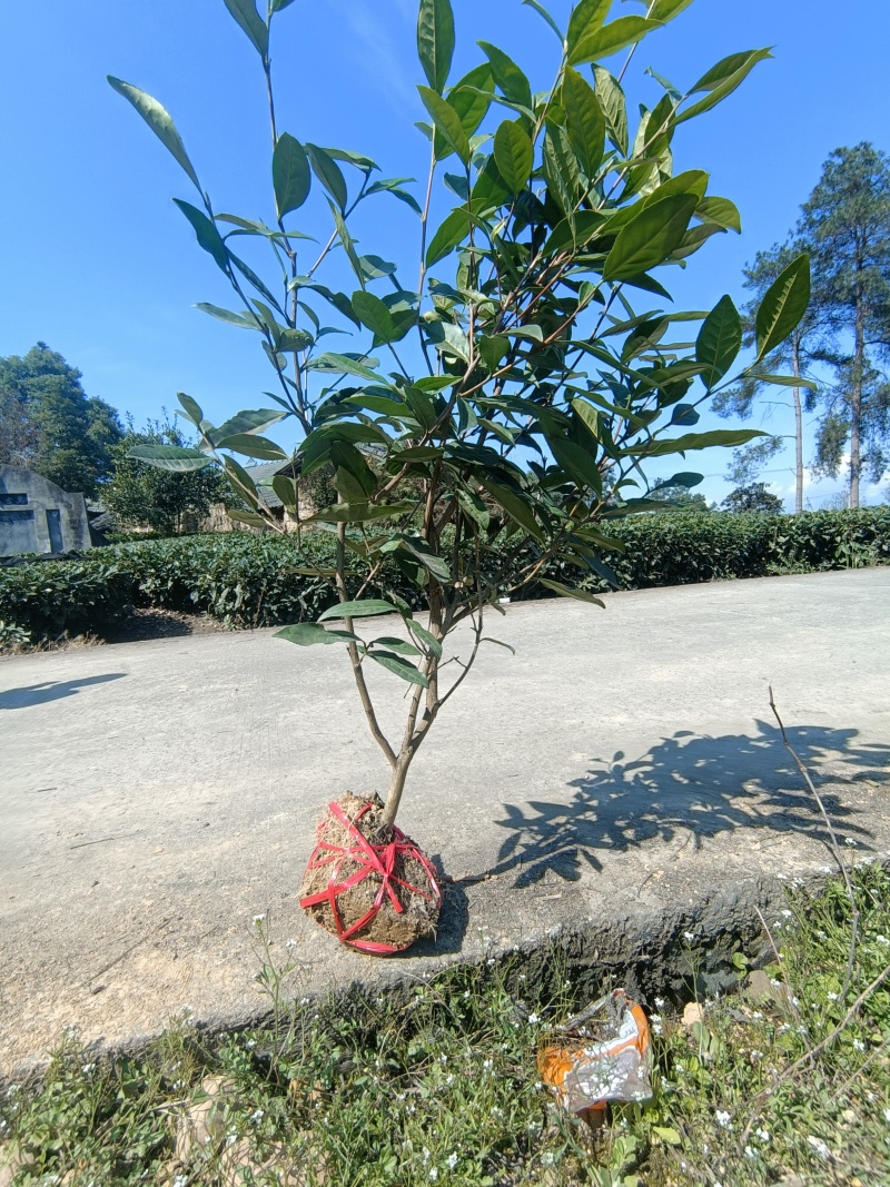 茶树苗，茶叶苗，绿化用苗