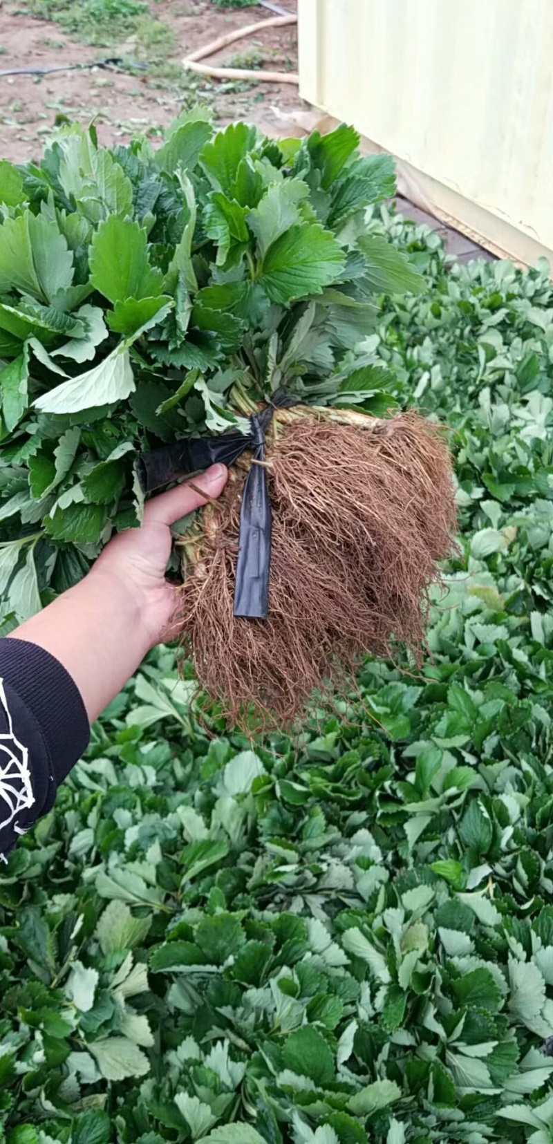 苗圃培育美十三草莓苗，根系好，苗壮易成活