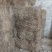 羊耳菊又名：白牛胆、大力王、毛柴胡、叶下白、山白