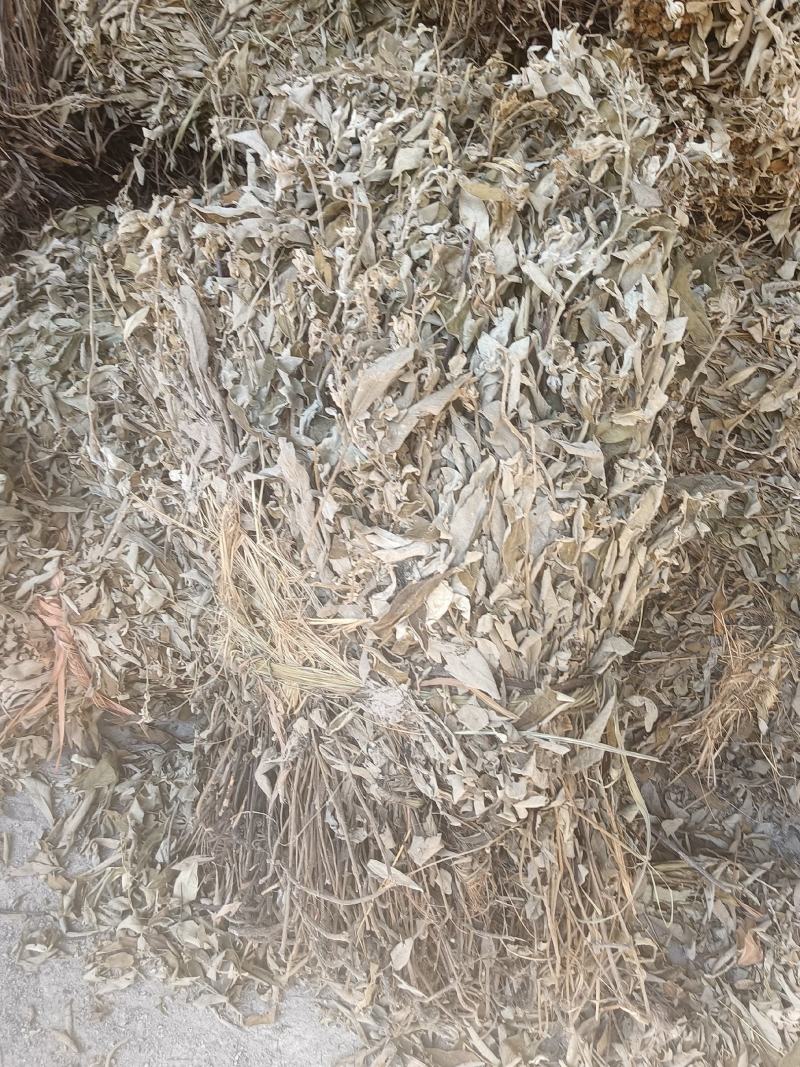 羊耳菊又名：白牛胆、大力王、毛柴胡、叶下白、山白