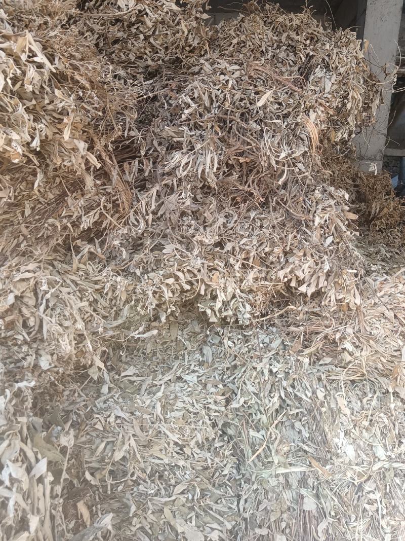 羊耳菊又名：白牛胆、大力王、毛柴胡、叶下白、山白
