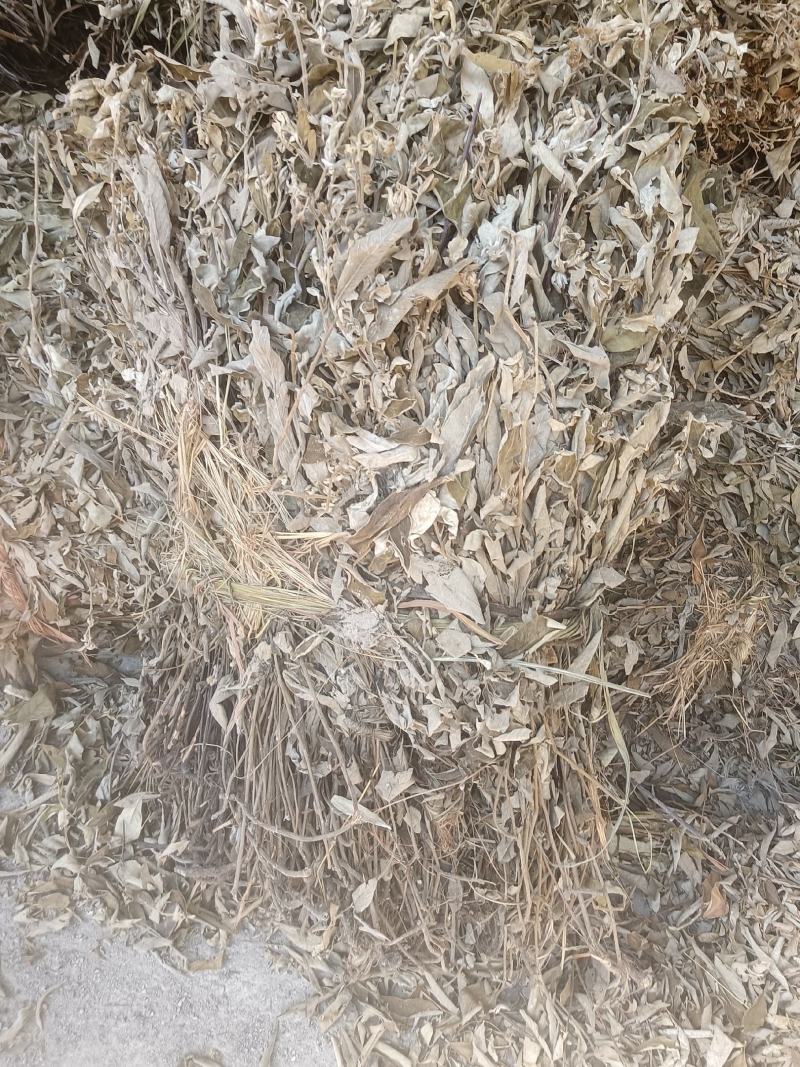羊耳菊又名：白牛胆、大力王、毛柴胡、叶下白、山白