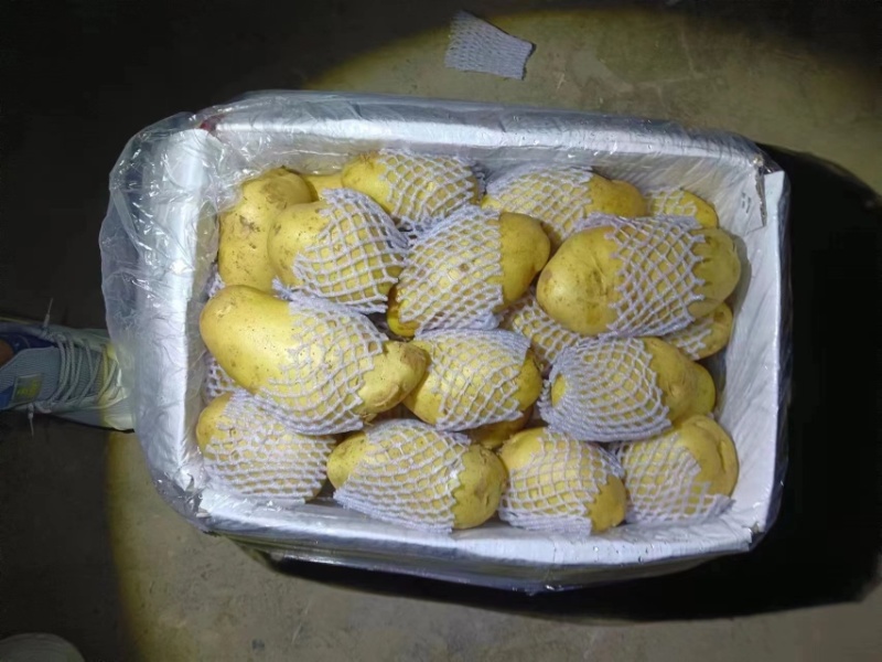 2025年新土豆荷兰十五号土豆食堂土豆长期供应