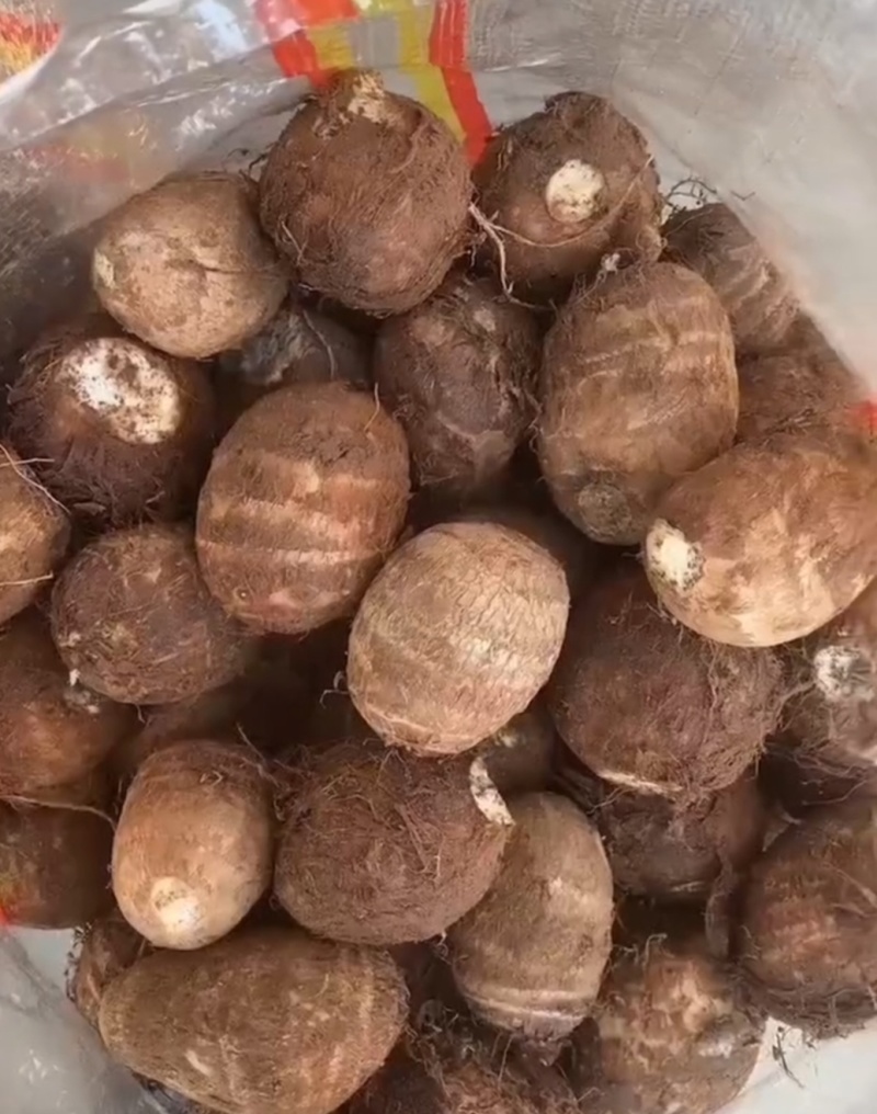 山东芋头/毛芋8520/现挖现发低价对接全国市场电商平台