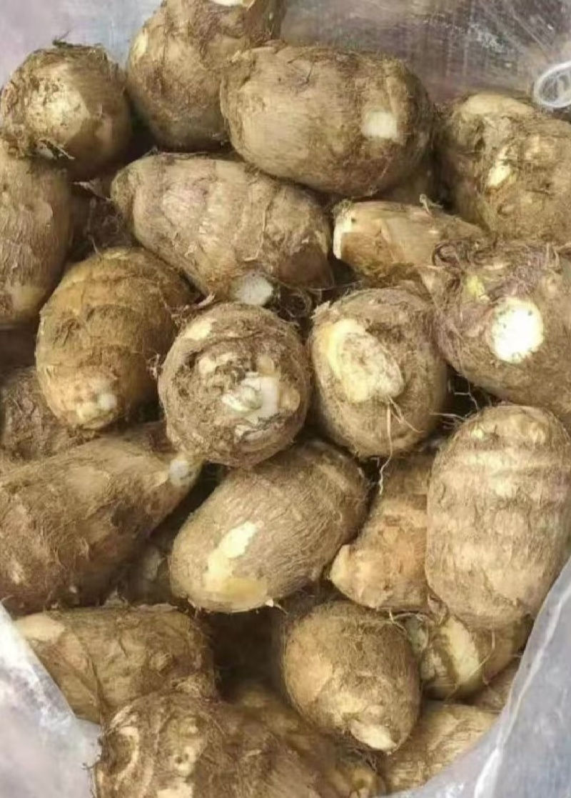 山东芋头/毛芋8520/现挖现发低价对接全国市场电商平台
