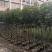 绣球紫花风铃木3～15公分基地直发规格齐全质量优质