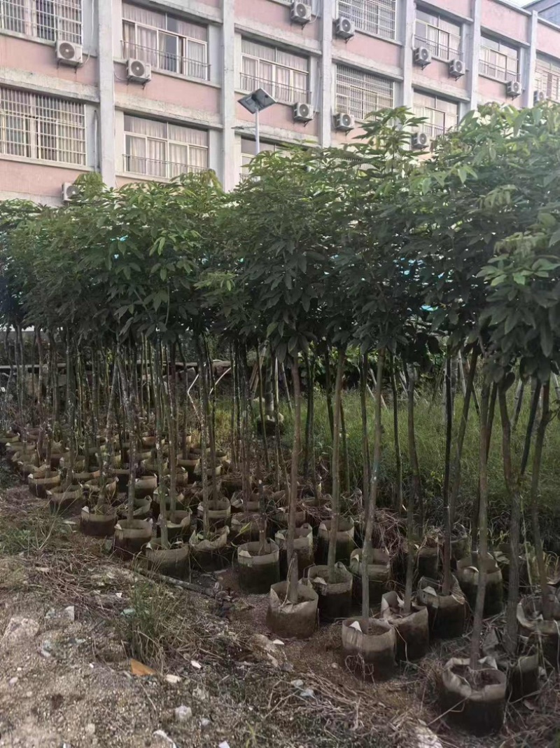 绣球紫花风铃木3～15公分基地直发规格齐全质量优质