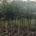 绣球紫花风铃木3～15公分基地直发规格齐全质量优质