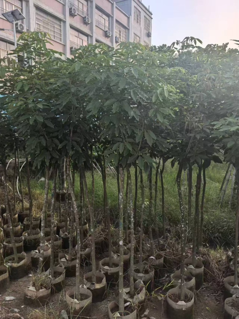 绣球紫花风铃木3～15公分基地直发规格齐全质量优质