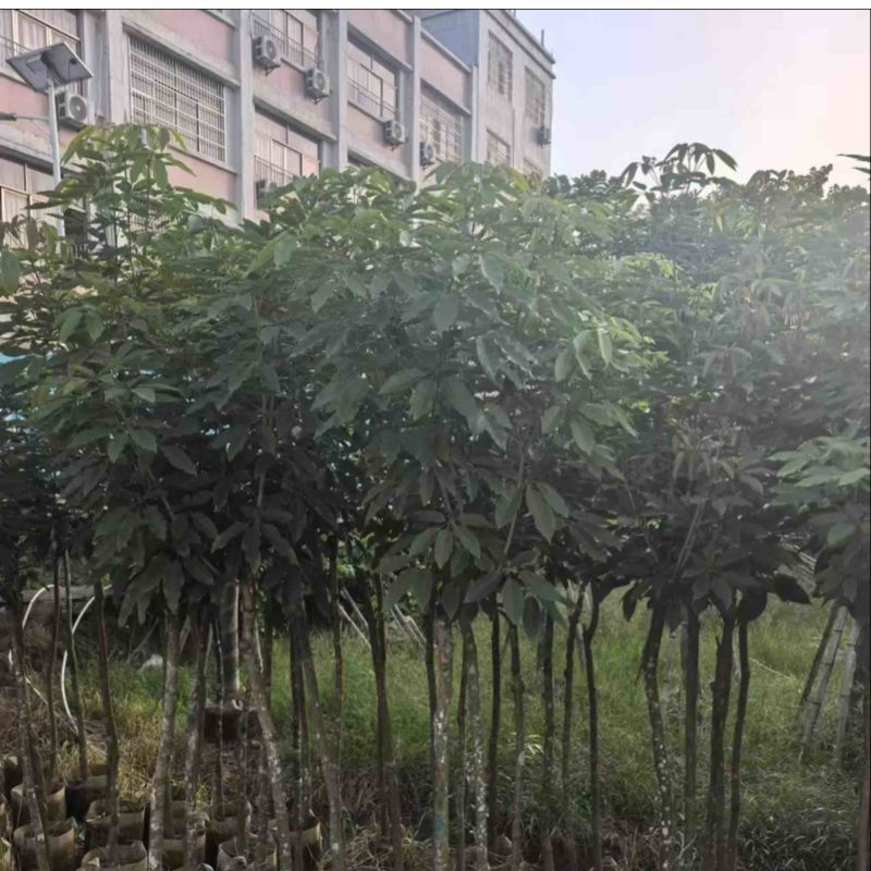 绣球紫花风铃木3～15公分基地直发规格齐全质量优质