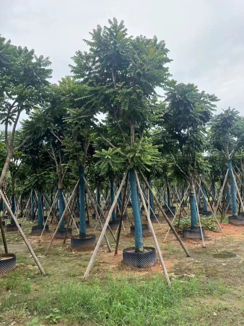 骨架麻楝12～20公分基地直发规格齐全质量优质
