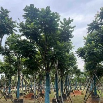 骨架麻楝12～20公分基地直发规格齐全质量优质