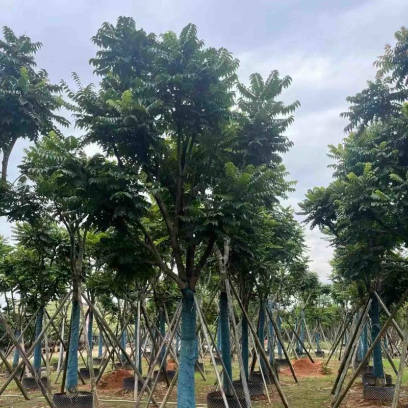 骨架麻楝12～20公分基地直发规格齐全质量优质
