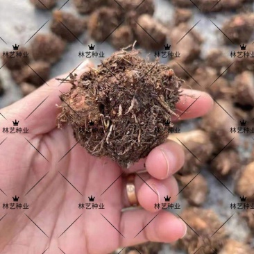 彩叶芋种球盆栽室内植物造景美观净化空气客厅绿植
